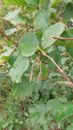 common alder