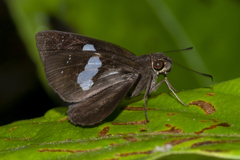 Notocrypta feisthamelii