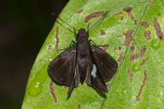 Notocrypta feisthamelii