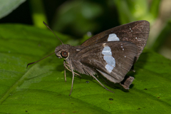 Notocrypta feisthamelii