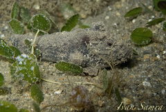 Paraploactis kagoshimensis