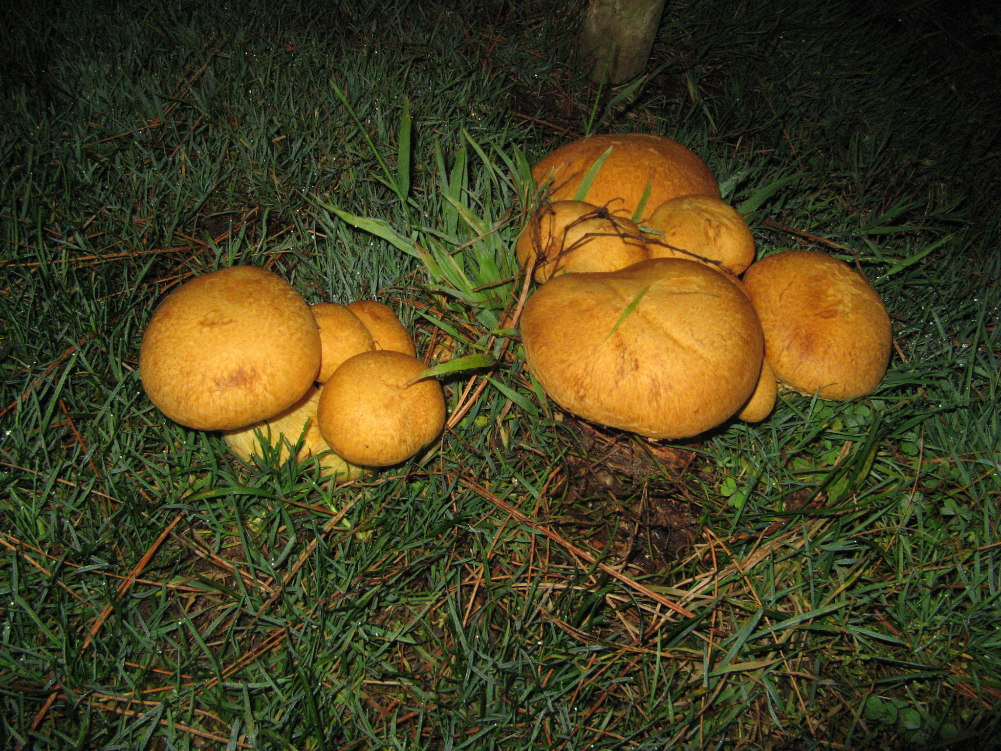 Gymnopilus ventricosus image