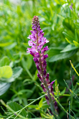 Lachenalia salteri