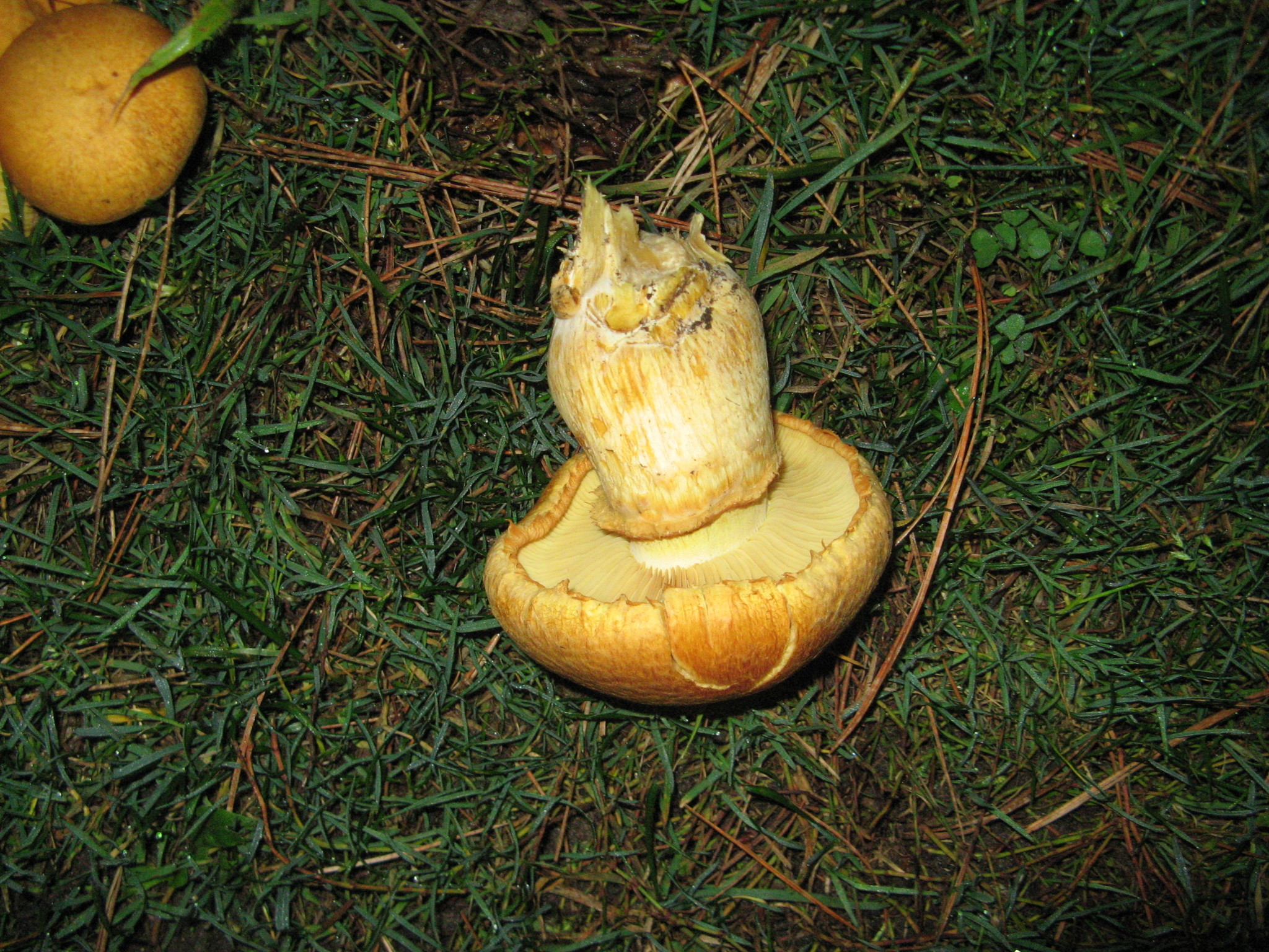 Gymnopilus ventricosus image