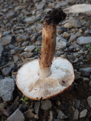 Tricholoma stans