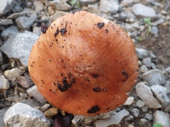 Tricholoma stans