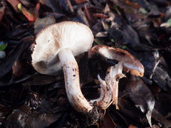 Tricholoma stans