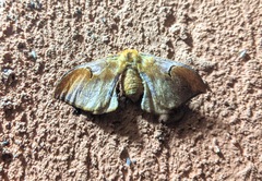 Goodia kuntzei