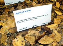 Agaricus arorae
