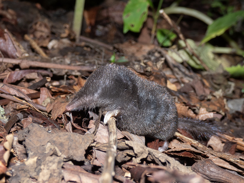 True's Shrewmole (Dymecodon pilirostris) — Least Concern Mammalia