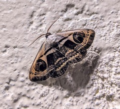 Cometaster pyrula