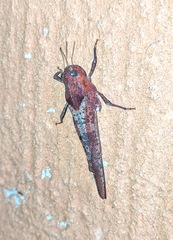 Pycnodictya