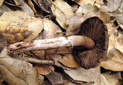 Agaricus arorae