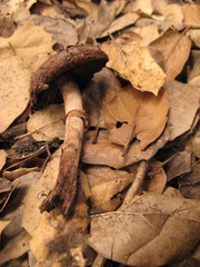 Agaricus arorae