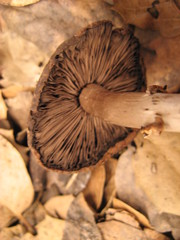 Agaricus arorae