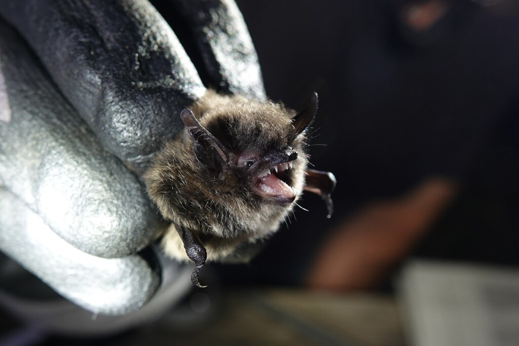 Whiskered Bat
