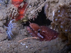 Gymnothorax zonipectis