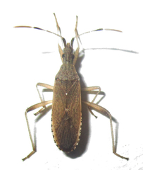 Dicranocephalus