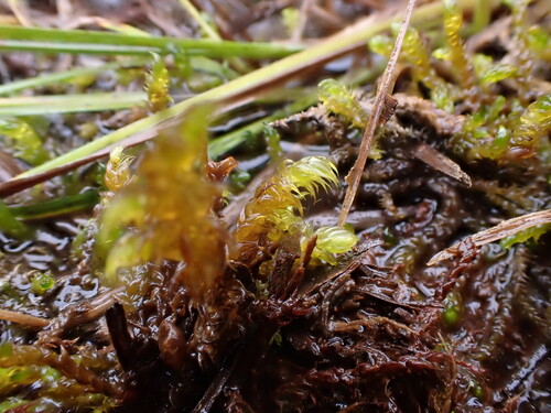 Drepanocladus lycopodioides observed 2025-09-26