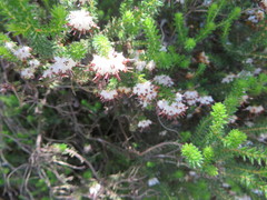 Erica stylaris