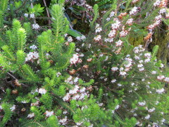 Erica stylaris
