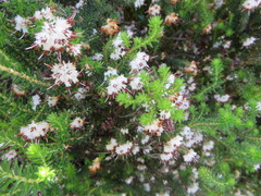 Erica stylaris