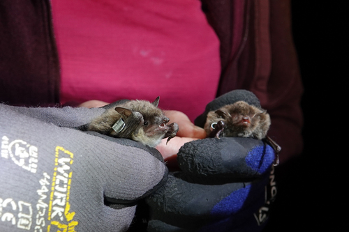 Pond Bat