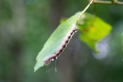 Acronicta cuspis