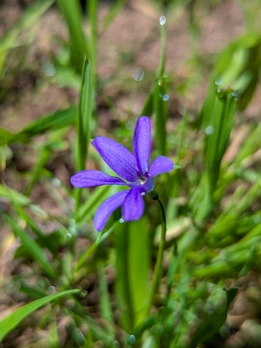 Long-leaved violet (Tecophilaea violiflora)