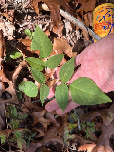 toothed tick-trefoil (Desmodium cuspidatum)
