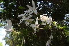 Leptactina delagoensis