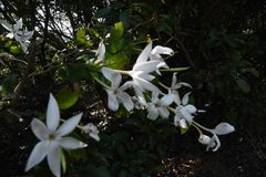 Leptactina delagoensis