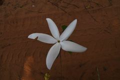 Leptactina delagoensis