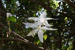 Leptactina delagoensis