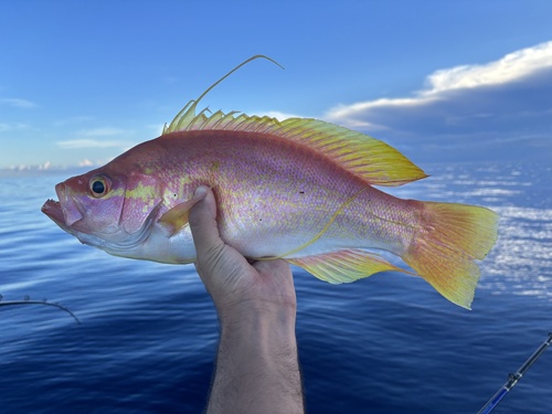 Longtail Bass