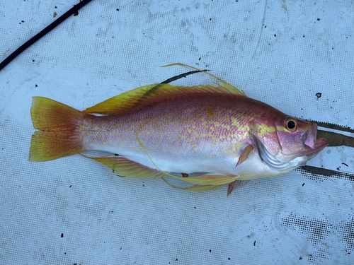 Longtail Bass