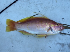 Longtail Bass photo 5