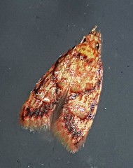 Lophopepla igniferella