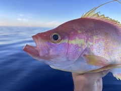 Longtail Bass photo 2