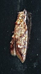 Lophopepla igniferella