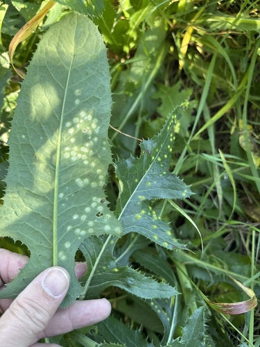 Unknown species found near Evergreen Trail, Rogers, MN, US
