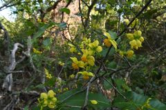 Ochna arborea