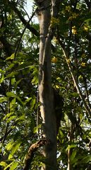 Ochna arborea