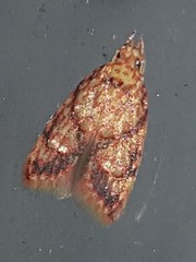 Lophopepla igniferella