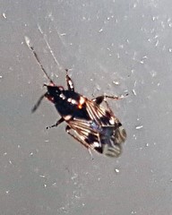 Paramyocara iridescens