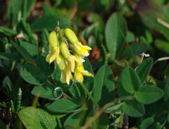 Astragalus umbellatus