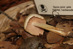 Entoloma niphoides