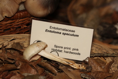 Entoloma niphoides
