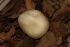 Entoloma niphoides