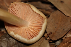 Entoloma niphoides